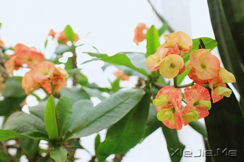 �簲�����Ҫ���������õĳ��� (2)